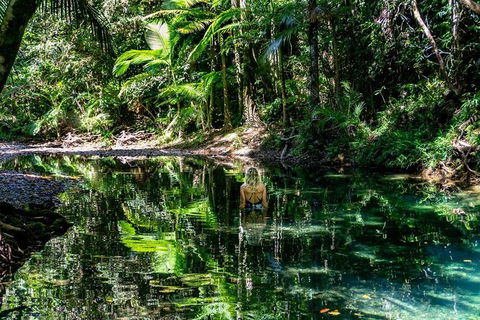 Daintree And Cape Tribulation Full Day Guided Tour - Events Australia 8