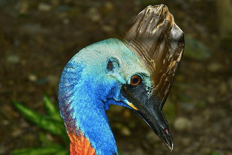 Daintree And Cape Tribulation Full Day Guided Tour - Events Australia 3