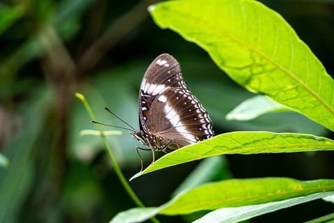 Daintree And Cape Tribulation Full Day Guided Tour - Events Australia 6