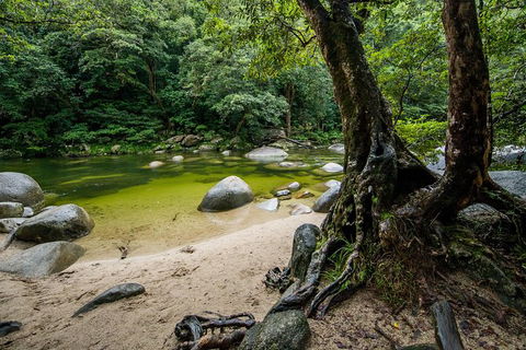 Daintree And Cape Tribulation Full Day Guided Tour - Events Australia 5
