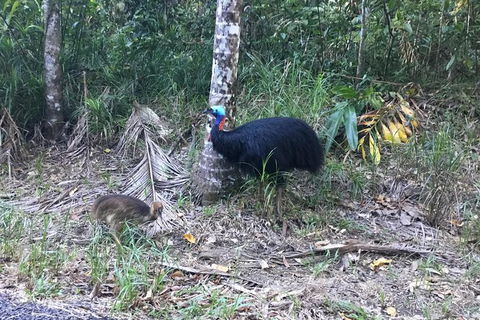 Daintree Luxury Limousine Tour - Full Day - Events Australia 8