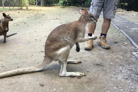Daintree Luxury Limousine Tour - Full Day - Events Australia 10