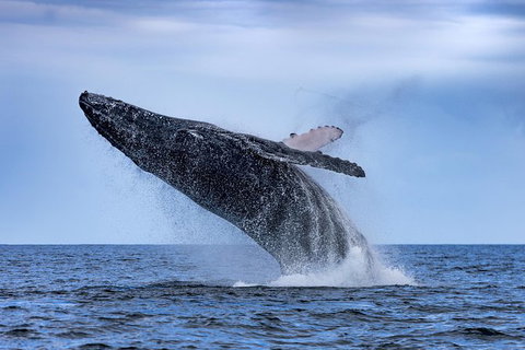 Whale Watching - Events Australia 0