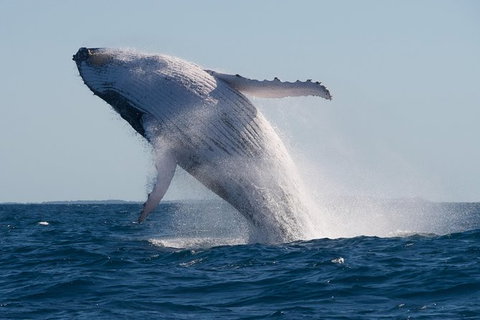 Whale Watching - Events Australia 1