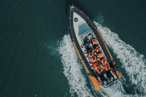 Whale Watching - Events Australia 3