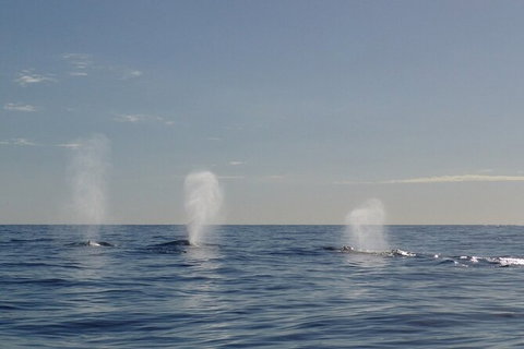 Whale Watching - Events Australia 5