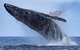 Whale Watching - thumb 6