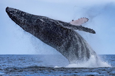 Whale Watching - Events Australia 6