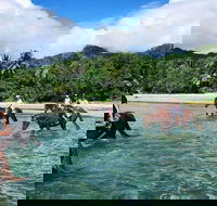 Afternoon Beach Horse Ride in Cape Tribulation - Events Australia