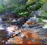 Springbrook Full Day Tour - Events Australia