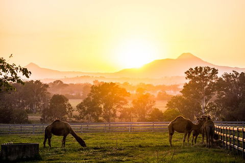 Camel Farm Discovery - Events Australia 1