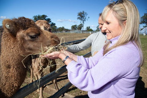 Camel Farm Discovery - Events Australia 5