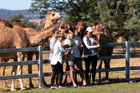 Camel Farm Discovery - Events Australia 0
