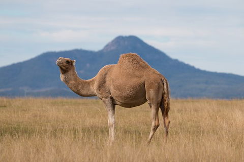 Camel Farm Discovery - Events Australia 3