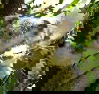 Half-Day Private Tour to Tamborine Mountain with Wine Tasting - Up to 6 people - Events Australia