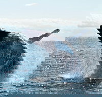 PRIVATE Whale Watching Tour - up to 11 people in your group - Events Australia