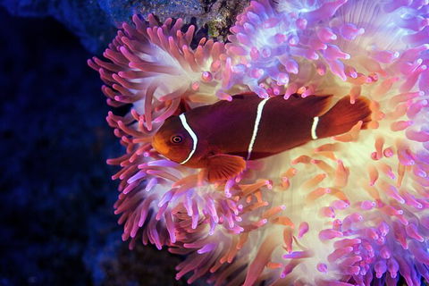 Cairns Aquarium By Twilight With 3 Course Dinner - Events Australia 6
