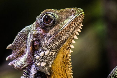 Cairns Aquarium By Twilight With 3 Course Dinner - Events Australia 5
