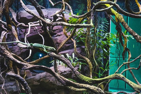Cairns Aquarium By Twilight With 3 Course Dinner - Events Australia 8
