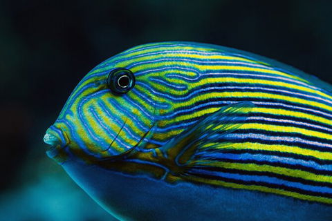 Cairns Aquarium By Twilight With 3 Course Dinner - Events Australia 4