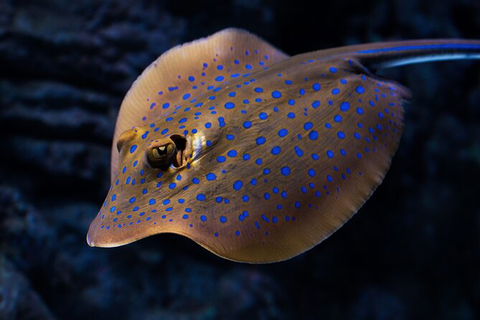 Cairns Aquarium By Twilight With 3 Course Dinner - Events Australia 2