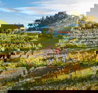 Barossa Valley Highlights from Barossa Valley Including Wine and Cheese Tasting - Tourism Bookings