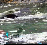 Kangaroo Island Ocean Safari - Snorkeling Safari - Events Australia