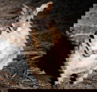 Small-Group Kangaroo Island 4WD Night Tour - Events Australia