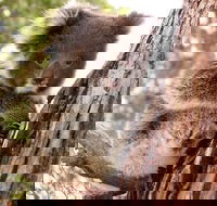 Kangaroo Island Luxury Small Group 'Island Life' Full Day Tour - Events Australia