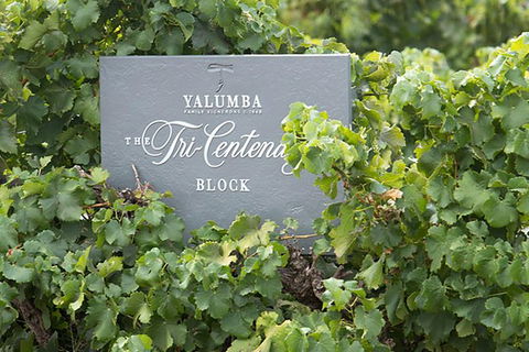 Yalumba Nursery & Grenache Discovery Tour + Platter Lunch - Tourism Bookings 0