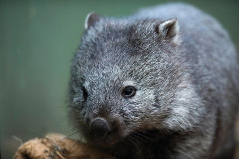 Cruise Ship Special From Hobart: Richmond And Bonorong Wildlife Park Shuttle - Events Australia 2