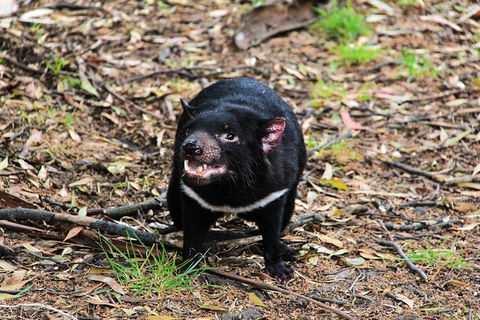 4-Day Fabulous Tasmania Tour: Wineglass Bay, Port Arthur, Devils & Bruny Island - Tourism Bookings 4