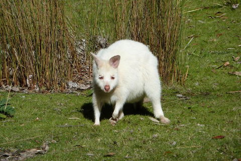 4-Day Fabulous Tasmania Tour: Wineglass Bay, Port Arthur, Devils & Bruny Island - Tourism Bookings 2
