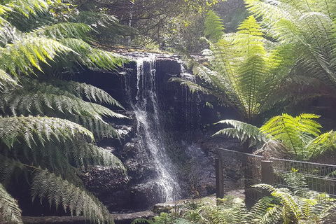 Mt. Wellington Morning Hike + Afternoon Beer & History Walk - Tourism Bookings 16
