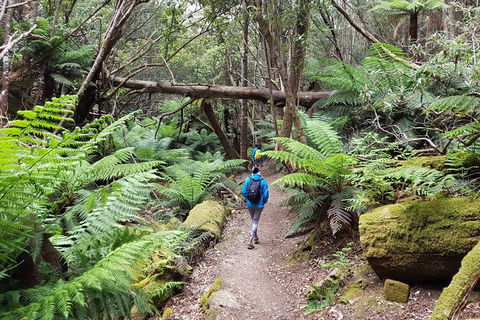 Mt. Wellington Morning Hike + Afternoon Beer & History Walk - Tourism Bookings 7