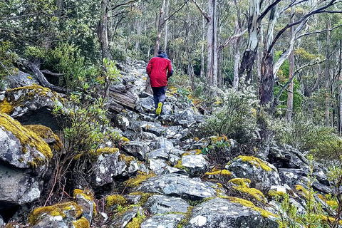 Mt. Wellington Morning Hike + Afternoon Beer & History Walk - Tourism Bookings 8