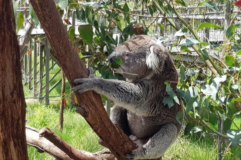 Phillip Island Private Experience - Events Australia 3