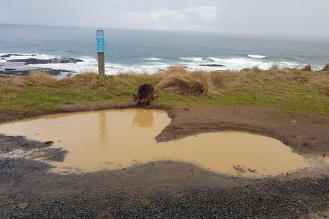 Phillip Island Private Experience - Events Australia 2