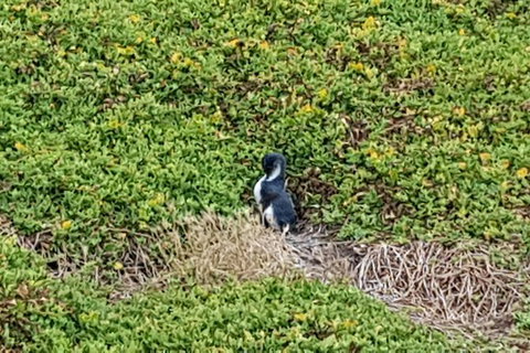 Phillip Island Private Experience - Events Australia 8