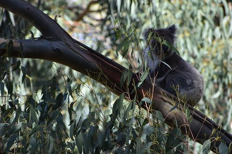 Great Ocean Road Tour Plus Koalas, Forest Walk And Morning Tea. - Events Australia 2