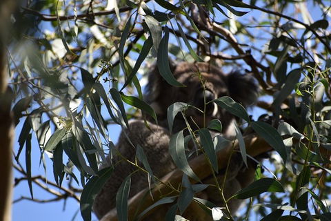 Great Ocean Road Tour Plus Koalas, Forest Walk And Morning Tea. - Events Australia 6