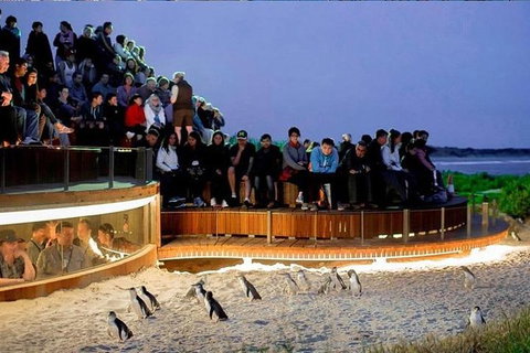 Phillip Island Tours (Up To 7 Persons) - Events Australia 0