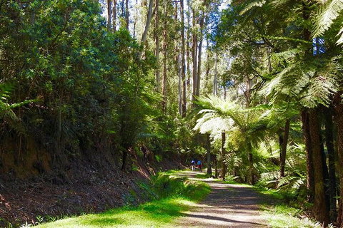 Half-Day Biking Activity From Aqueduct To California Redwoods - Events Australia 2