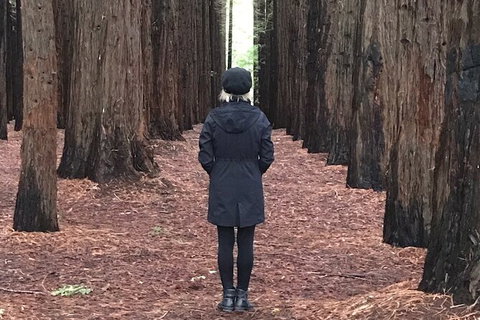 Half-Day Biking Activity From Aqueduct To California Redwoods - Events Australia 0