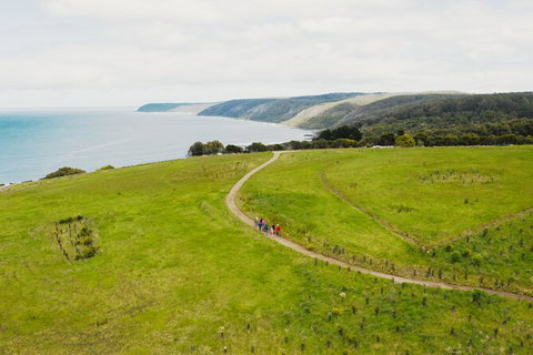 Walk With Wildlife: Guided Tour In Great Ocean Road - Events Australia 3