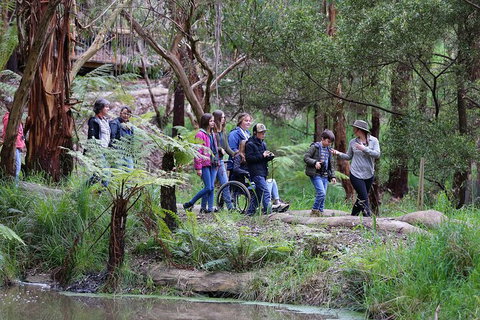 Walk With Wildlife: Guided Tour In Great Ocean Road - Events Australia 4