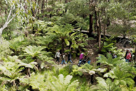 Walk With Wildlife: Guided Tour In Great Ocean Road - Events Australia 6