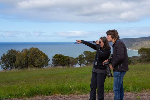 Walk With Wildlife: Guided Tour In Great Ocean Road - Events Australia 5