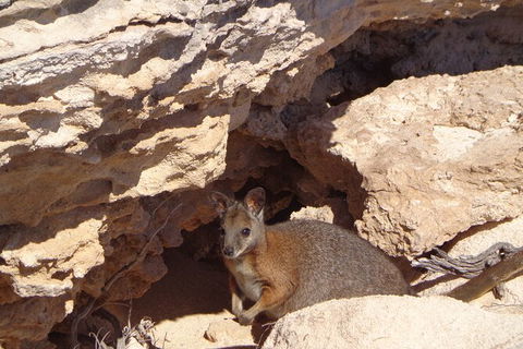 Shipwreck Special Full Day Tour Of The Abrolhos Islands - Events Australia 1