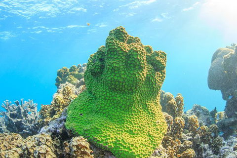 Coral Bay 2-Hour Coral Viewing And Snorkeling - Events Australia 5